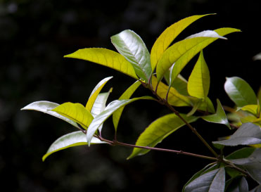 tea-tree-leaves