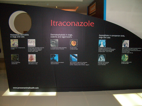 itraconazole23