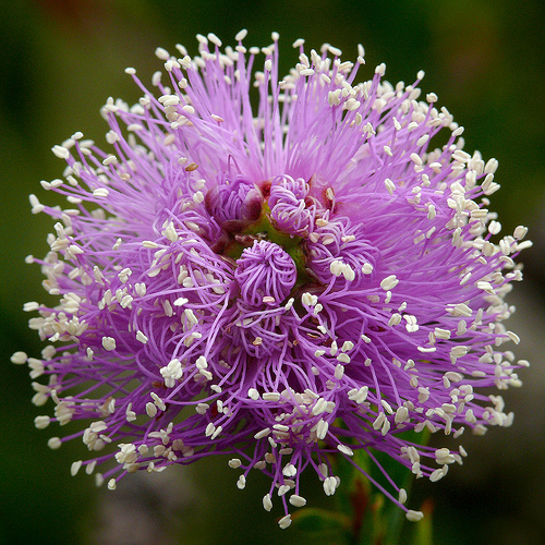 melaleuca